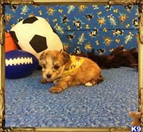 mixed breed puppy posted by little paws kennel